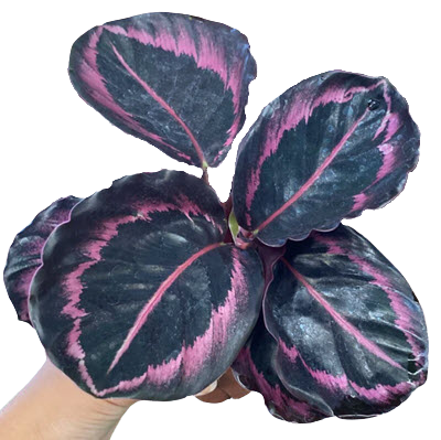 Roseopicta Jessey Princess 